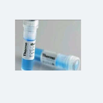 DIMT1L蛋白,DIMT1L Protein