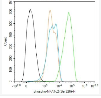 Anti-phospho-NFATc2 (Ser326) antibody-磷酸化核因子活化T細胞胞漿蛋白2抗體,phospho-NFATc2 (Ser326)