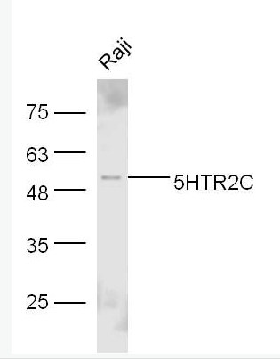 Anti-5HT2C Receptor antibody-5-羟色胺受体2C抗体,5HT2C Receptor