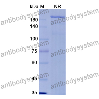 抗体：E.coli rpoC/RNA polymerase subunit beta Antibody (SAA0350) RXX07501,rpoC/RNA polymerase subunit beta