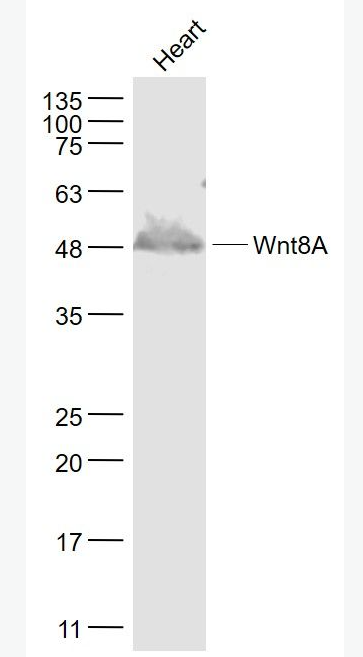 Anti-Wnt8A antibody-信号通路WNT8A抗体,Wnt8A