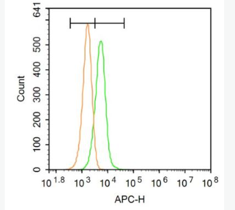 Anti-TM4SF3 antibody-跨膜蛋白4超家族成员3抗体,TM4SF3