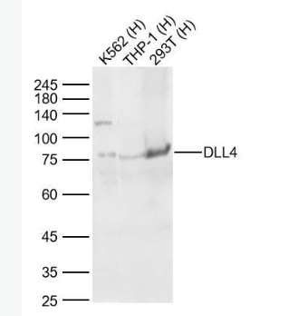 Anti-DLL4 antibody-δ样蛋白4抗体,DLL4
