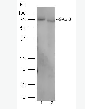 Anti-GAS 6  antibody-生长停滞特异性蛋白6抗体,GAS 6