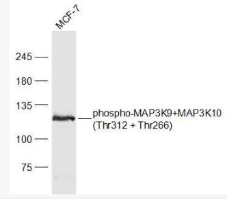 Anti-phospho-MAP3K9+MAP3K10 (Thr312 + Thr266) antibody-磷酸化絲裂原活化蛋白激酶3K9抗體,phospho-MAP3K9+MAP3K10 (Thr312 + Thr266)