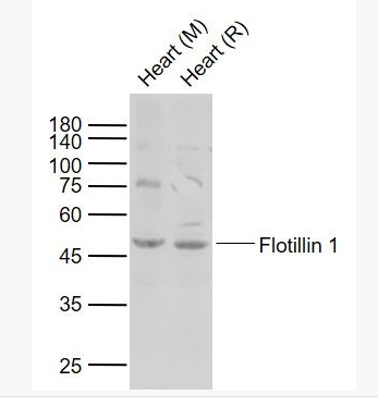 Anti-Flotillin 1 antibody-脂閥結(jié)構(gòu)蛋白1抗體,Flotillin 1