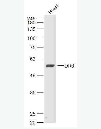 Anti-DR6 antibody-腫瘤細(xì)胞調(diào)亡素/腫瘤壞死因子受體死亡受體6抗體,DR6