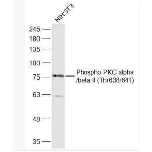 Anti-Phospho-PKC alpha (Thr638)  antibody-磷酸化蛋白激酶C α/β2抗体