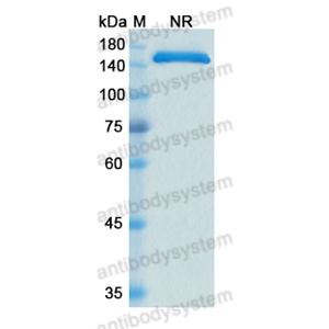 Research Grade Cergutuzumab  (DHC21002)