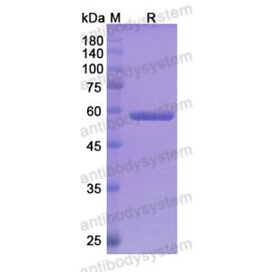 Research Grade Pasotuxizumab  (DHG01301)