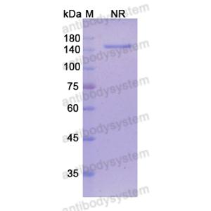 他瑞妥单抗,Research Grade Tarextumab  (DHG01801)