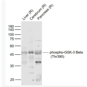 Anti-phospho-GSK-3 Beta (Thr390) antibody-磷酸化糖原合酶激酶3β抗体