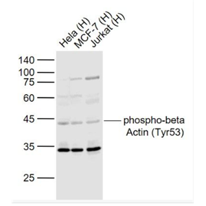 Anti-phospho-beta Actin (Tyr53) antibody-磷酸化β-肌動蛋白抗體