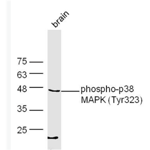 Anti-phospho-p38 MAPK (Tyr323) antibody-磷酸化p38MAPK抗体