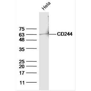 Anti-phospho-CD244 (Tyr271) antibody-磷酸化CD244抗体