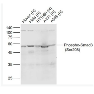 Anti-Phospho-Smad3 (Ser208) antibody-磷酸化细胞信号转导分子SMAD3抗体