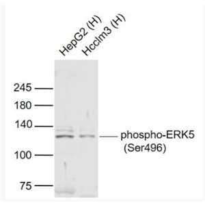 Anti-phospho-ERK5 (Ser496) antibody-磷酸化细胞外信号调节激酶5抗体