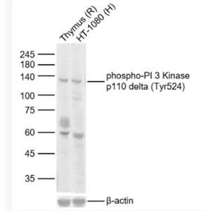 Anti-phospho-PI 3 Kinase p110 delta (Tyr524) antibody-磷酸化磷脂酰肌醇激酶催化亚单位D抗体