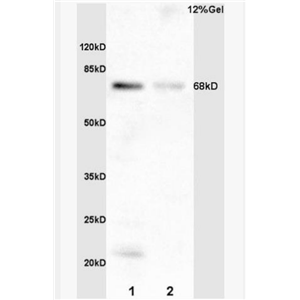 Anti-phospho-TCF3 (Ser39) antibody-磷酸化转录因子3抗体