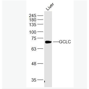 Anti-GCLC antibody-γ谷氨酰半胱氨酸合成酶抗体