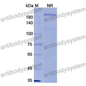 Anti-E.coli rpoC/RNA polymerase subunit beta Antibody (SAA0350) 