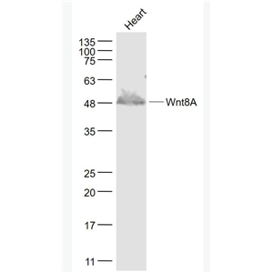 Anti-Wnt8A antibody-信号通路WNT8A抗体