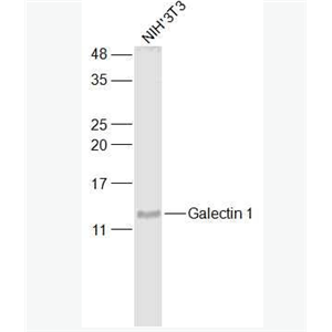 Anti-Galectin 1 antibody-半乳糖凝集素1抗体