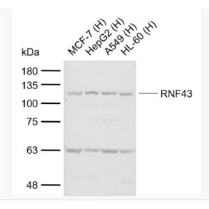 Anti-RNF43  antibody-环指蛋白43抗体,RNF43