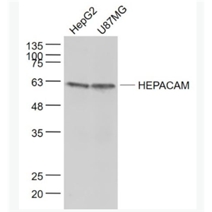 Anti-HEPACAM antibody-肝细胞粘附分子抗体
