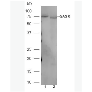 Anti-GAS 6  antibody-生长停滞特异性蛋白6抗体