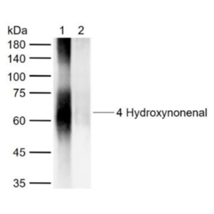Anti-4 Hydroxynonenal antibody-4-羟基壬烯醛抗体