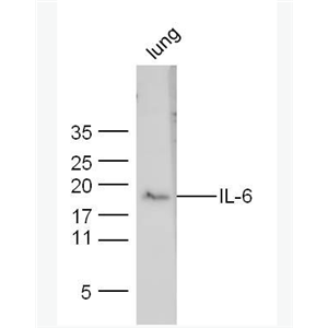 Anti-SPON1 antibody-细胞外基质底物反应蛋白1抗体