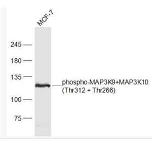 Anti-phospho-MAP3K9+MAP3K10 (Thr312 + Thr266) antibody-磷酸化丝裂原活化蛋白激酶3K9抗体