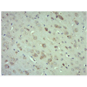 Anti-GADD45G antibody-GADD45G抗體