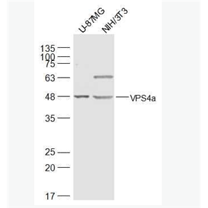 Anti-VPS4a antibody-液泡分选蛋白4抗体