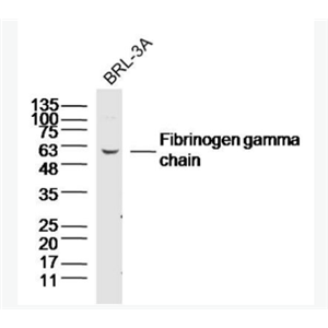 Anti-Fibrinogen gamma chain antibody-纤维蛋白原γ链抗体