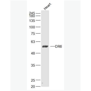 Anti-DR6 antibody-肿瘤细胞调亡素/肿瘤坏死因子受体死亡受体6抗体