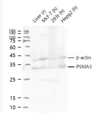 Anti-Proteasome 20S alpha 3 antibody-蛋白酶體PSMα3抗體,Proteasome 20S alpha 3