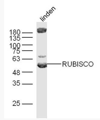 Anti-RuBisCO antibody-核酮糖1,5二磷酸羧化酶/二磷酸核酮糖盐羧化酶大链抗体,RuBisCO