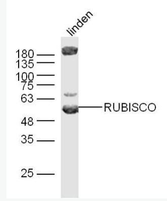 Anti-RuBisCO antibody-核酮糖1,5二磷酸羧化酶/二磷酸核酮糖鹽羧化酶大鏈抗體,RuBisCO