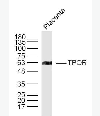 Anti-TPOR antibody-血小板生成素受体抗体,TPOR