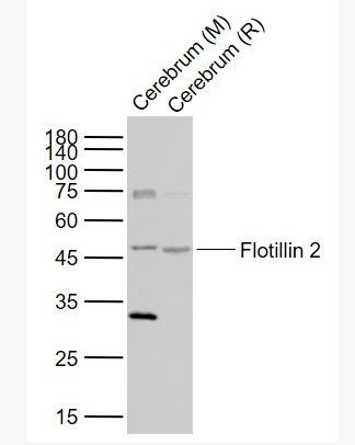 Anti-Flotillin 2 antibody-表皮细胞表面抗原1/Esa1抗体,Flotillin 2