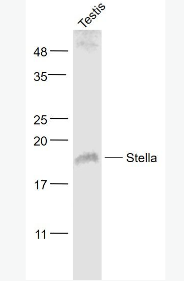 Anti-Stella antibody-發(fā)育多能性相關(guān)蛋白3抗體,Stella