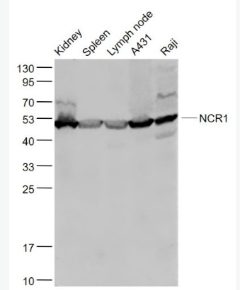 Anti-NCR1 antibody-细胞毒性受体NK-p46抗体,NCR1