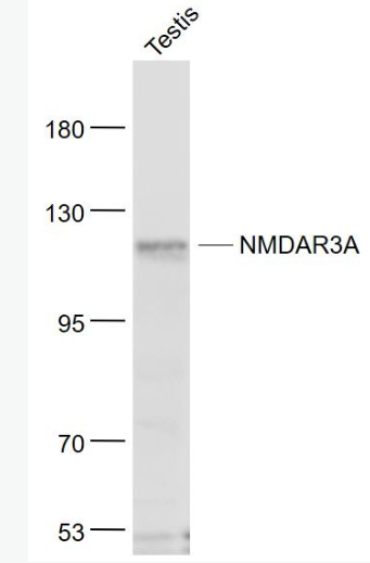 Anti-NMDAR3A antibody-谷氨酸受体3A抗体,NMDAR3A