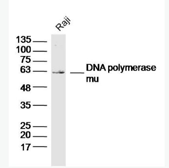 Anti-DNA polymerase mu antibody-DNA聚合酶μ/DNA pol μ抗体,DNA polymerase mu