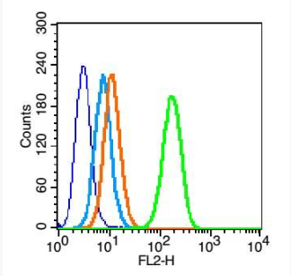 Anti-Insulin receptor subunit beta antibody-胰島素受體β抗體,Insulin receptor subunit beta