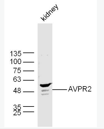 Anti-AVPR2 antibody-精氨酸加压素受体2抗体,AVPR2