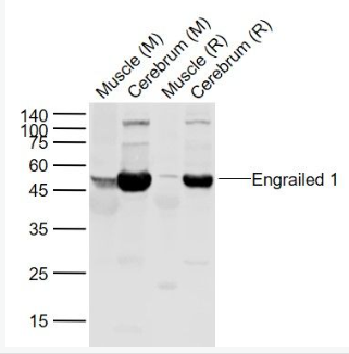 Anti-Engrailed 1 antibody-同源盒蛋白转录因子EN1抗体,Engrailed 1