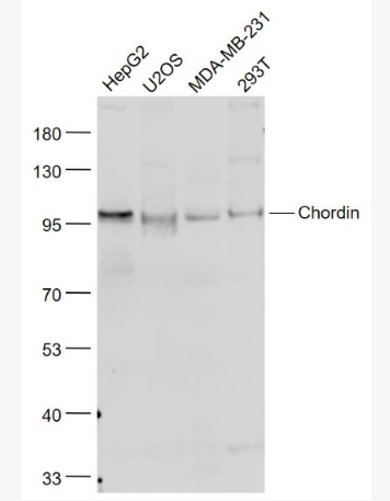 Anti-Chordin antibody-原肠胚双向形成相关蛋白抗体,Chordin